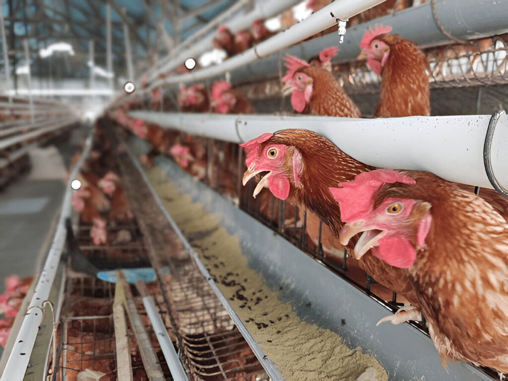 pakan ayam